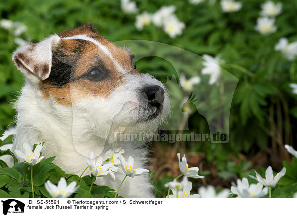 Jack Russell Terrier Hndin im Frhling / female Jack Russell Terrier in spring / SS-55591