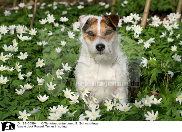 Jack Russell Terrier Hndin im Frhling / female Jack Russell Terrier in spring / SS-55594