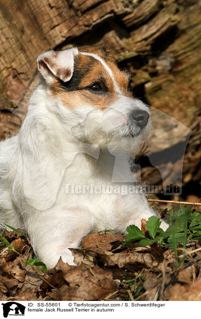 Jack Russell Terrier Hndin im Herbst / female Jack Russell Terrier in autumn / SS-55601