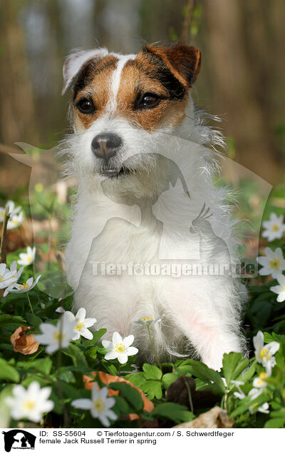 Jack Russell Terrier Hndin im Frhling / female Jack Russell Terrier in spring / SS-55604