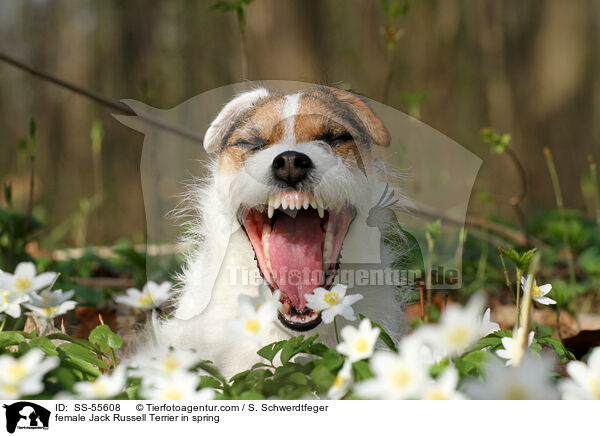 Jack Russell Terrier Hndin im Frhling / female Jack Russell Terrier in spring / SS-55608