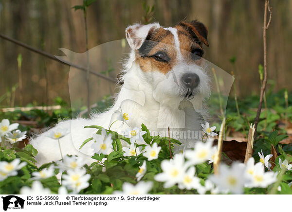 Jack Russell Terrier Hndin im Frhling / female Jack Russell Terrier in spring / SS-55609