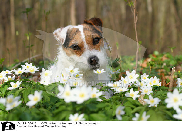 Jack Russell Terrier Hndin im Frhling / female Jack Russell Terrier in spring / SS-55612