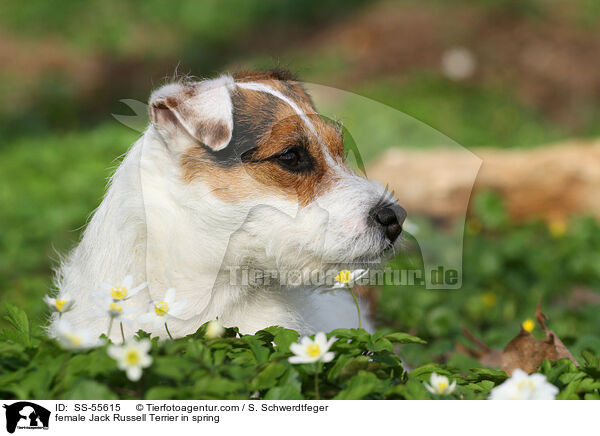 Jack Russell Terrier Hndin im Frhling / female Jack Russell Terrier in spring / SS-55615