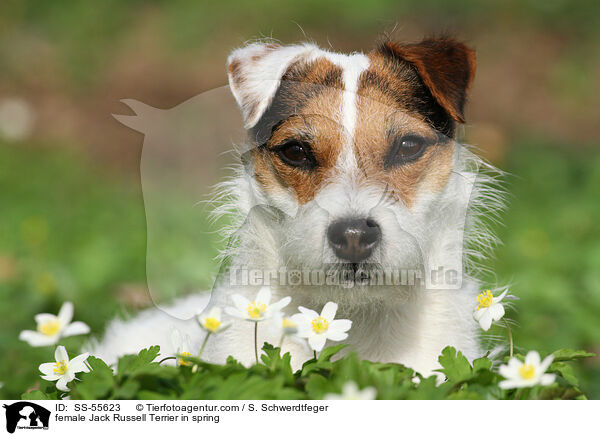 Jack Russell Terrier Hndin im Frhling / female Jack Russell Terrier in spring / SS-55623