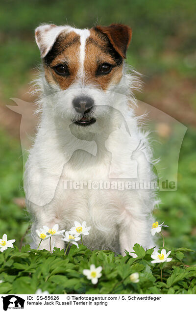 Jack Russell Terrier Hndin im Frhling / female Jack Russell Terrier in spring / SS-55626