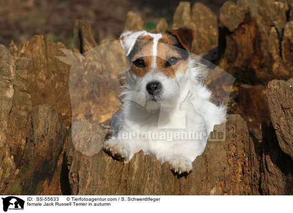 Jack Russell Terrier Hndin im Herbst / female Jack Russell Terrier in autumn / SS-55633