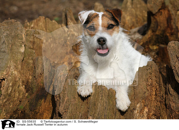 female Jack Russell Terrier in autumn / SS-55635