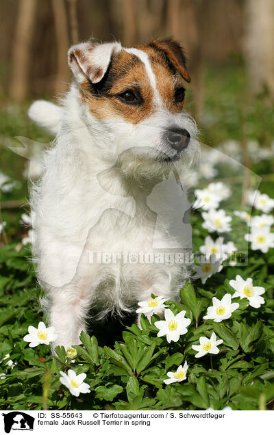 Jack Russell Terrier Hndin im Frhling / female Jack Russell Terrier in spring / SS-55643