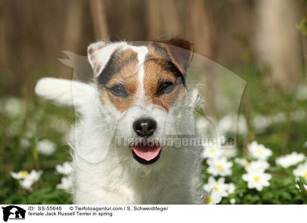 Jack Russell Terrier Hndin im Frhling / female Jack Russell Terrier in spring / SS-55646