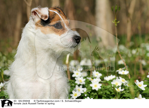 Jack Russell Terrier Hndin im Frhling / female Jack Russell Terrier in spring / SS-55648