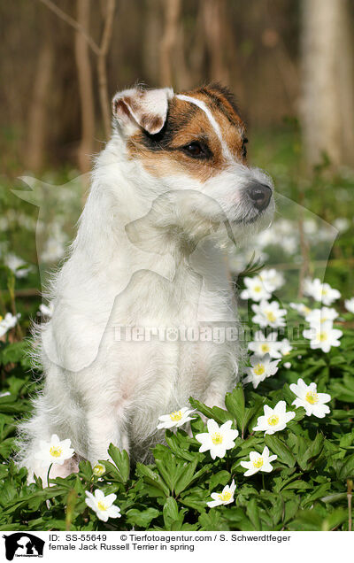 Jack Russell Terrier Hndin im Frhling / female Jack Russell Terrier in spring / SS-55649