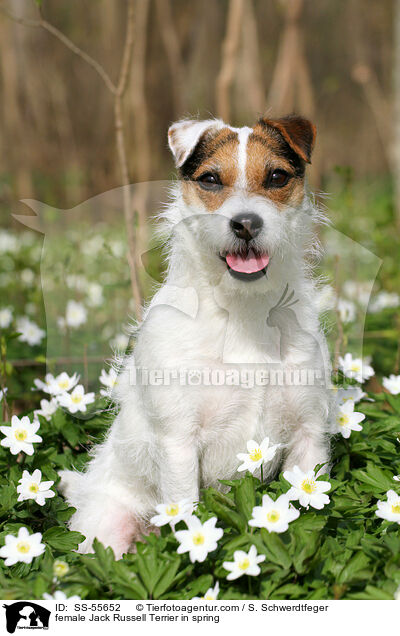 Jack Russell Terrier Hndin im Frhling / female Jack Russell Terrier in spring / SS-55652