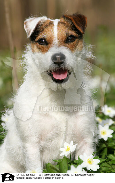 Jack Russell Terrier Hndin im Frhling / female Jack Russell Terrier in spring / SS-55653