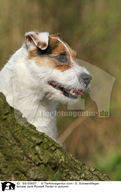 female Jack Russell Terrier in autumn / SS-55657