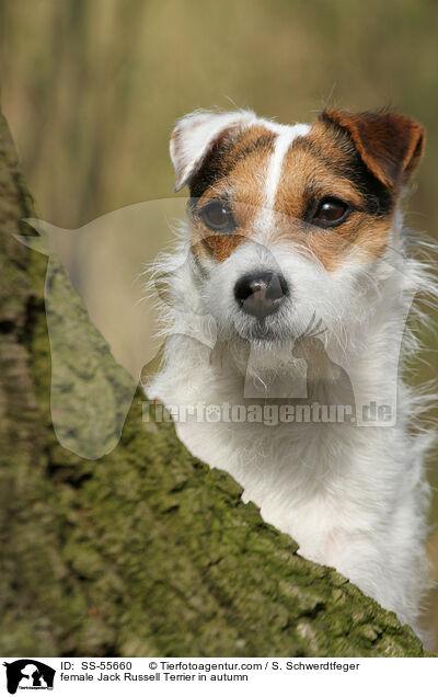 female Jack Russell Terrier in autumn / SS-55660