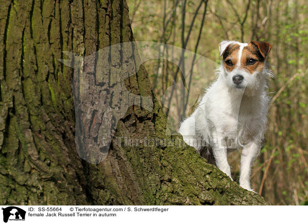 Jack Russell Terrier Hndin im Herbst / female Jack Russell Terrier in autumn / SS-55664