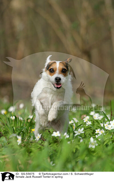 Jack Russell Terrier Hndin im Frhling / female Jack Russell Terrier in spring / SS-55675