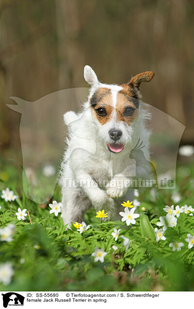 Jack Russell Terrier Hndin im Frhling / female Jack Russell Terrier in spring / SS-55680