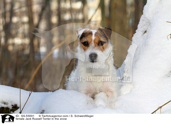 Jack Russell Terrier Hndin im Schnee / female Jack Russell Terrier in the snow / SS-55691