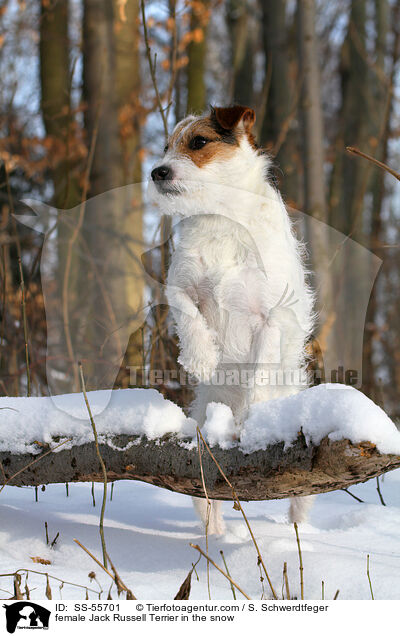 female Jack Russell Terrier in the snow / SS-55701