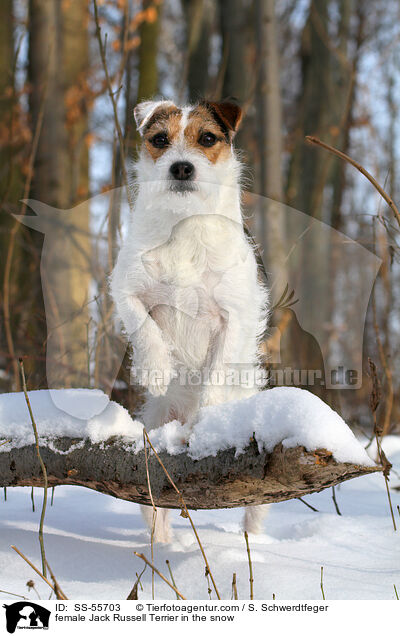 Jack Russell Terrier Hndin im Schnee / female Jack Russell Terrier in the snow / SS-55703