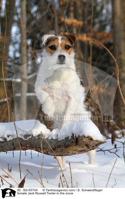 Jack Russell Terrier Hndin im Schnee / female Jack Russell Terrier in the snow / SS-55704