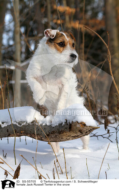 female Jack Russell Terrier in the snow / SS-55705