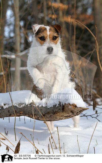 Jack Russell Terrier Hndin im Schnee / female Jack Russell Terrier in the snow / SS-55706