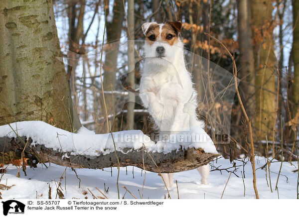 Jack Russell Terrier Hndin im Schnee / female Jack Russell Terrier in the snow / SS-55707