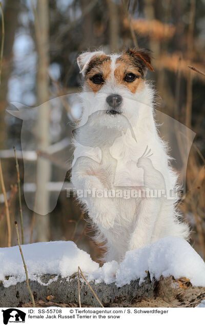 female Jack Russell Terrier in the snow / SS-55708