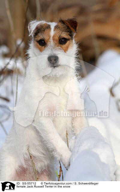 Jack Russell Terrier Hndin im Schnee / female Jack Russell Terrier in the snow / SS-55712