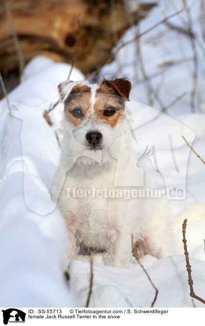 female Jack Russell Terrier in the snow / SS-55713