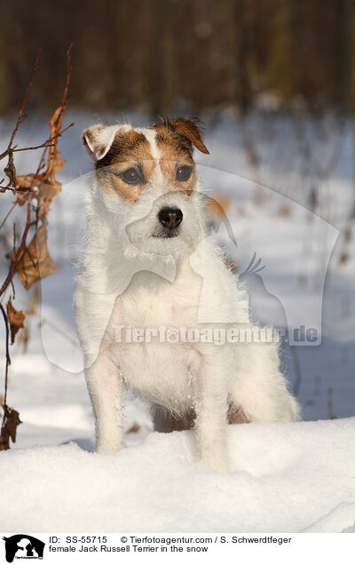 Jack Russell Terrier Hndin im Schnee / female Jack Russell Terrier in the snow / SS-55715