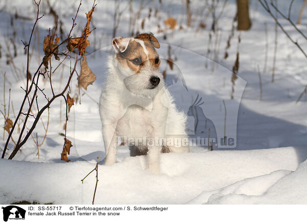 Jack Russell Terrier Hndin im Schnee / female Jack Russell Terrier in the snow / SS-55717