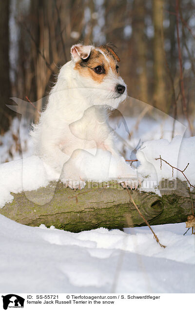 Jack Russell Terrier Hndin im Schnee / female Jack Russell Terrier in the snow / SS-55721