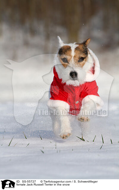 female Jack Russell Terrier in the snow / SS-55727