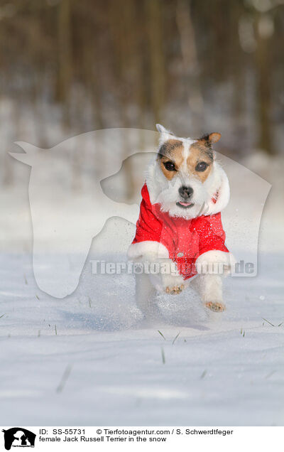 female Jack Russell Terrier in the snow / SS-55731