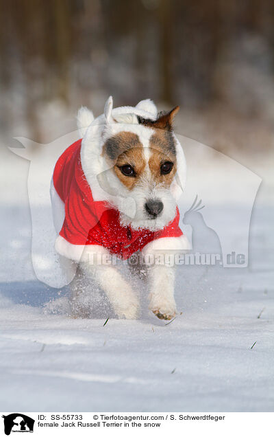 Jack Russell Terrier Hndin im Schnee / female Jack Russell Terrier in the snow / SS-55733