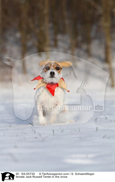 Jack Russell Terrier Hndin im Schnee / female Jack Russell Terrier in the snow / SS-55739