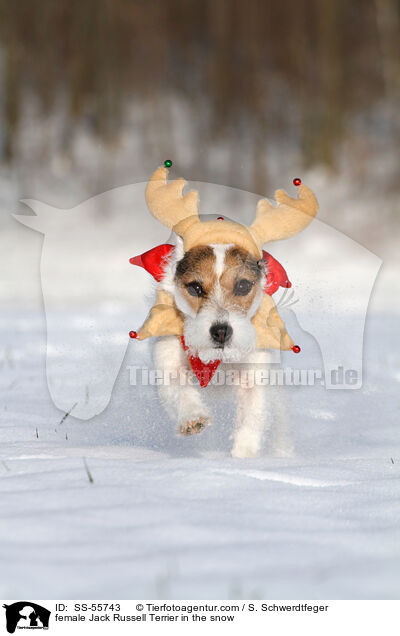 Jack Russell Terrier Hndin im Schnee / female Jack Russell Terrier in the snow / SS-55743