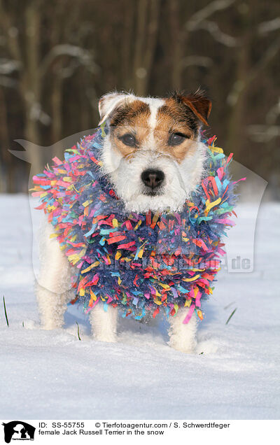 Jack Russell Terrier Hndin im Schnee / female Jack Russell Terrier in the snow / SS-55755