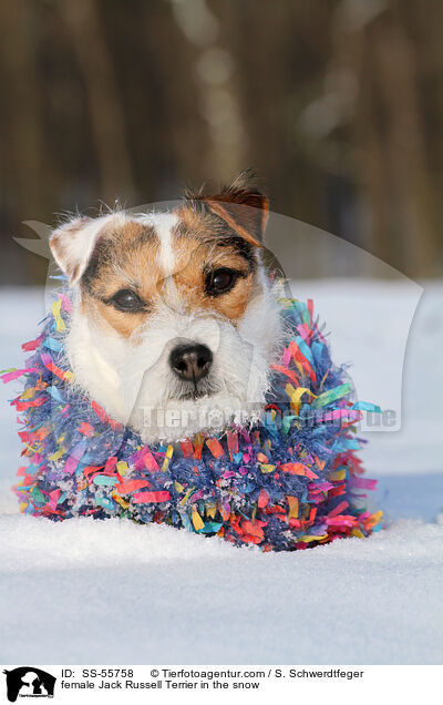 Jack Russell Terrier Hndin im Schnee / female Jack Russell Terrier in the snow / SS-55758