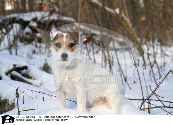 Jack Russell Terrier Hndin im Schnee / female Jack Russell Terrier in the snow / SS-55763