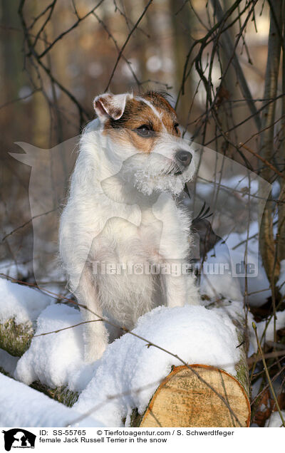 Jack Russell Terrier Hndin im Schnee / female Jack Russell Terrier in the snow / SS-55765