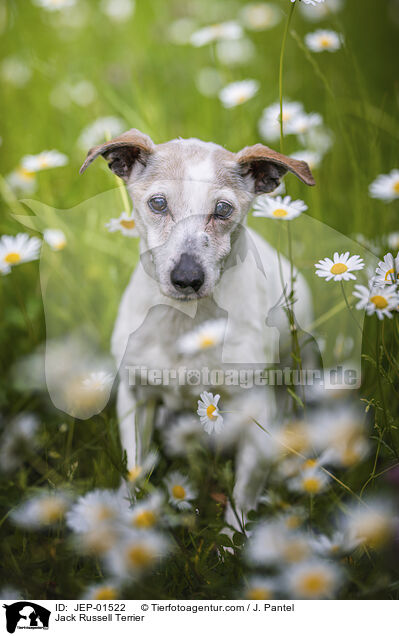 Jack Russell Terrier / Jack Russell Terrier / JEP-01522