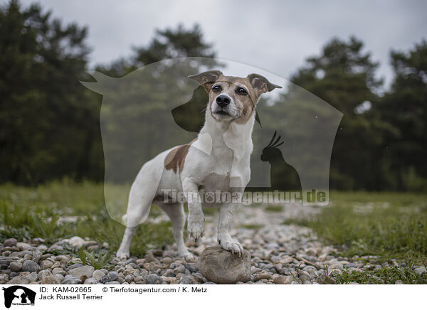 Jack Russell Terrier / Jack Russell Terrier / KAM-02665