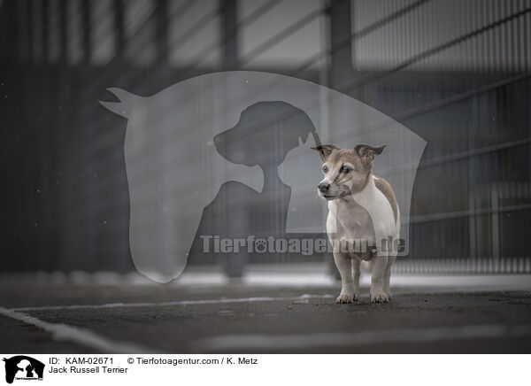 Jack Russell Terrier / KAM-02671