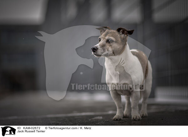 Jack Russell Terrier / Jack Russell Terrier / KAM-02672