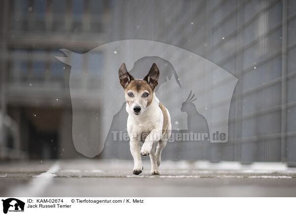 Jack Russell Terrier / Jack Russell Terrier / KAM-02674